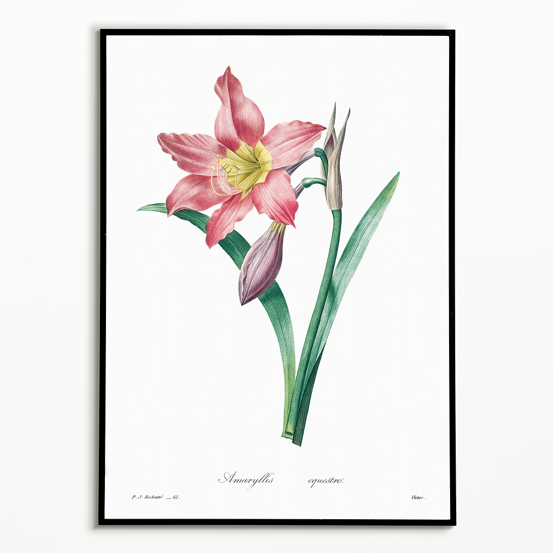 Amaryllis Equestre By Pierre-Joseph Redouté - Art Print