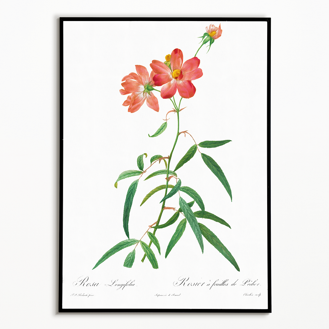 Rosa Longifolia By Pierre-Joseph Redouté - Art Print