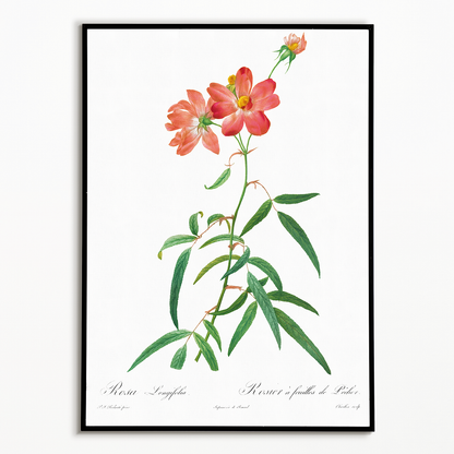 Rosa Longifolia By Pierre-Joseph Redouté - Art Print