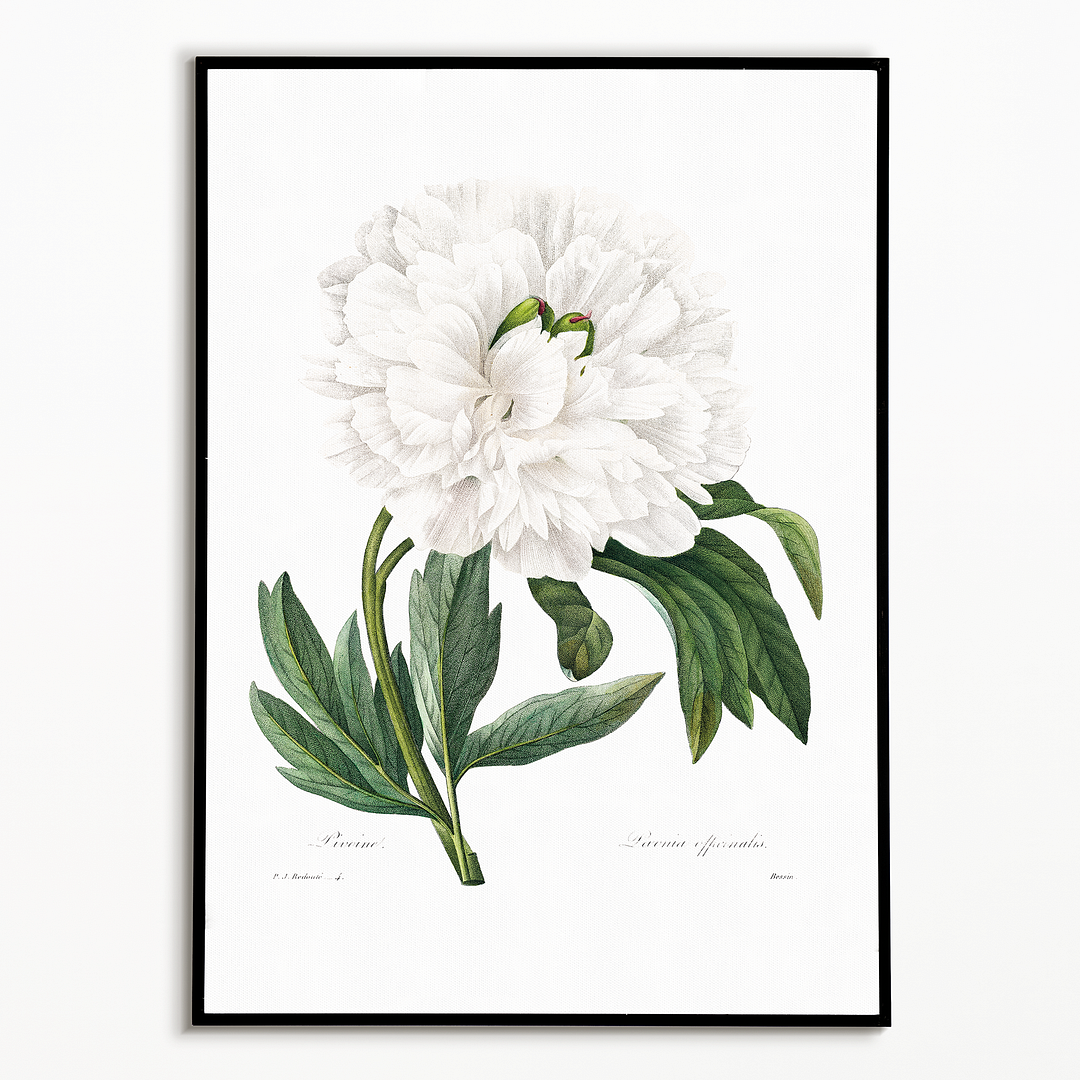 Peony By Pierre-Joseph Redouté - Art Print