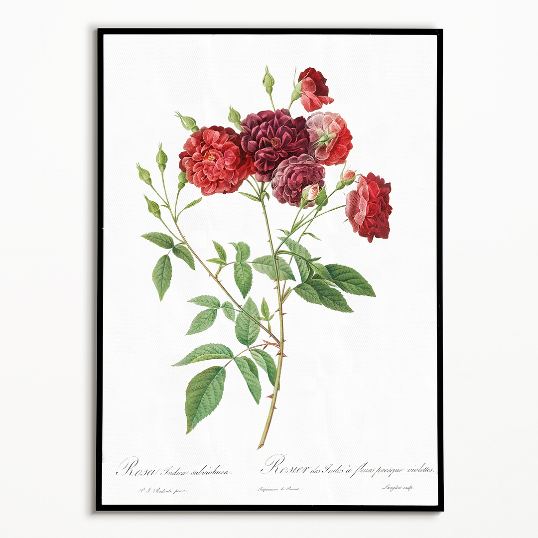 Ternaux Rose By Pierre-Joseph Redouté - Art Print