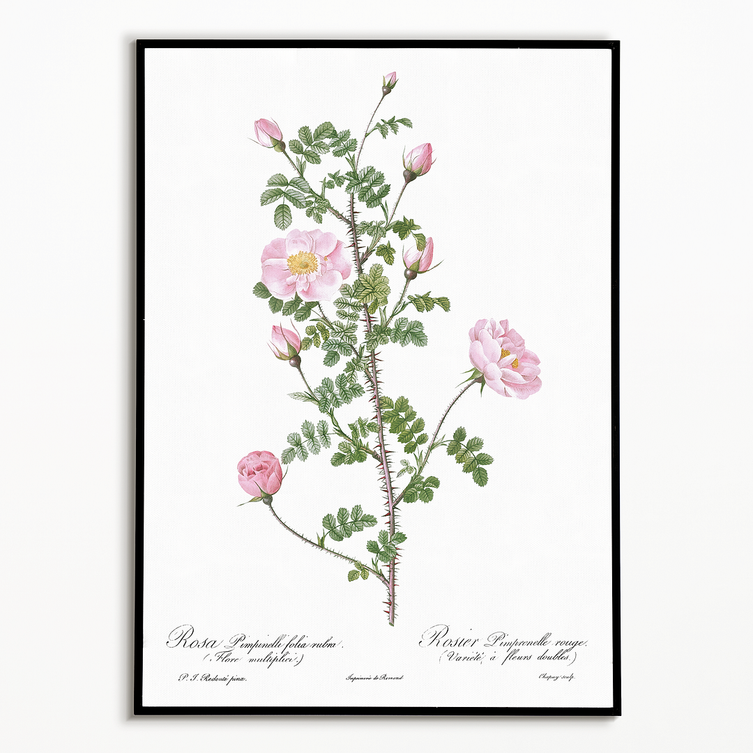 Double Pink Scotch By Pierre-Joseph Redouté - Art Print