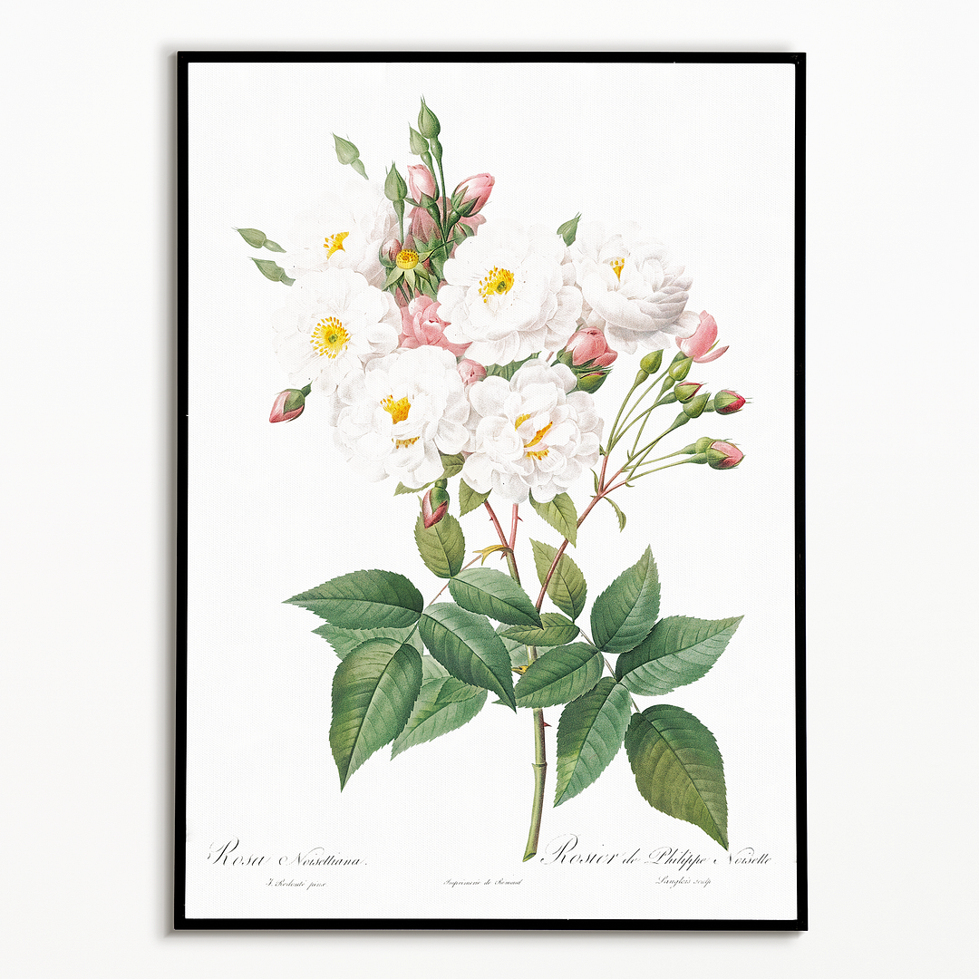 Rose of Philippe Noiselle By Pierre-Joseph Redouté - Art Print