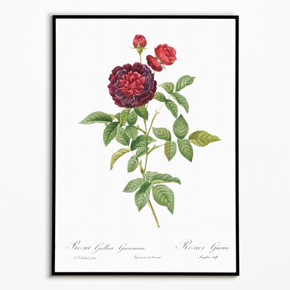 One Hundred-Leaved Rose By Pierre-Joseph Redouté - Art Print