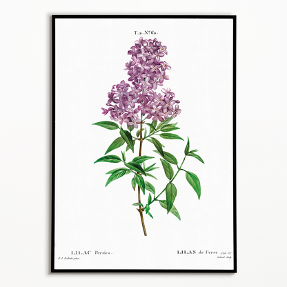 Persian lilac By Pierre-Joseph Redouté - Art Print