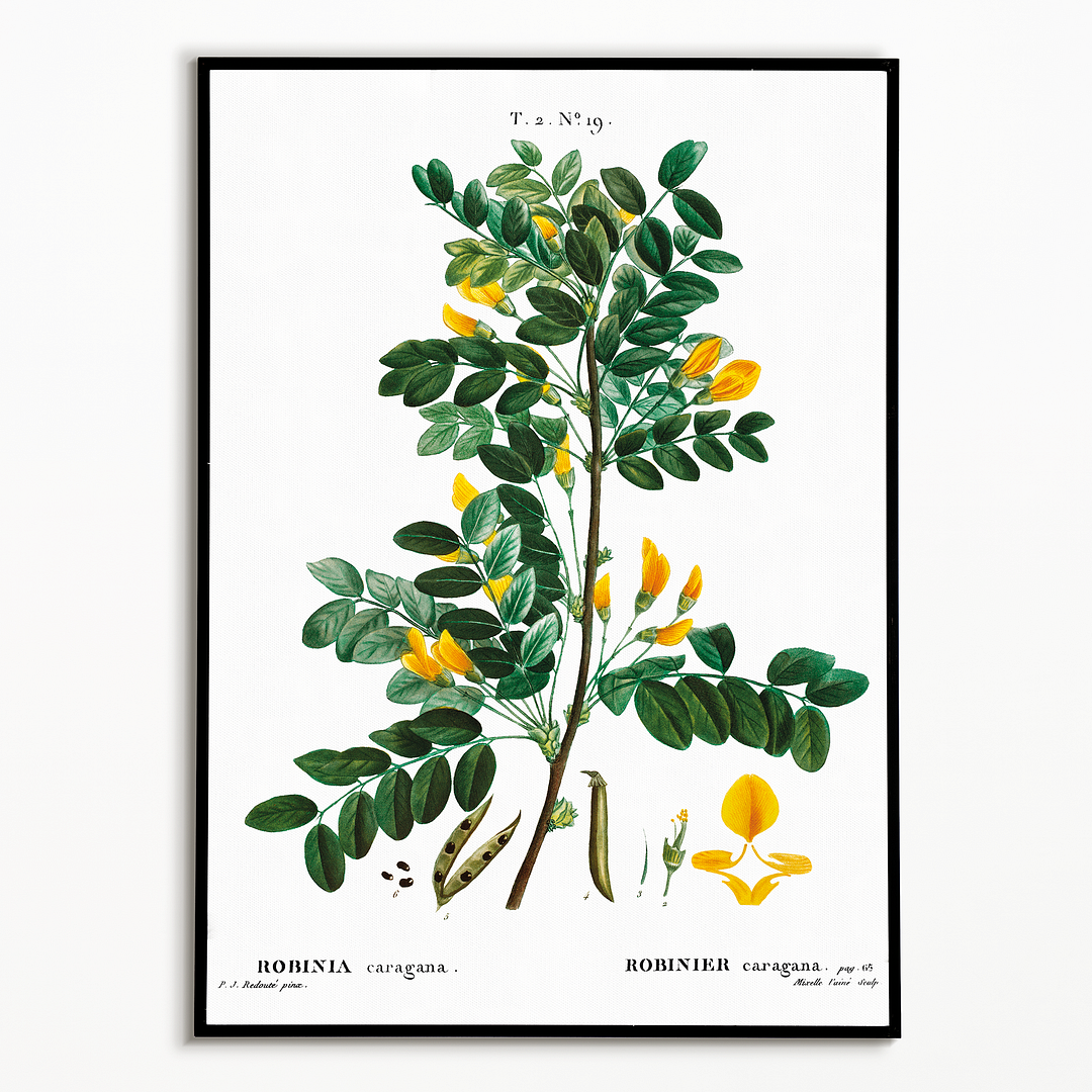 Siberian pea tree By Pierre-Joseph Redouté - Art Print