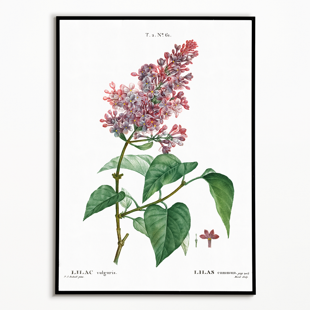 Comon lilac By Pierre-Joseph Redouté - Art Print