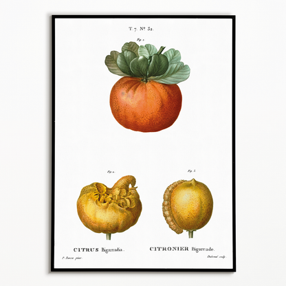 Bigarade orange By Pierre-Joseph Redouté - Art Print