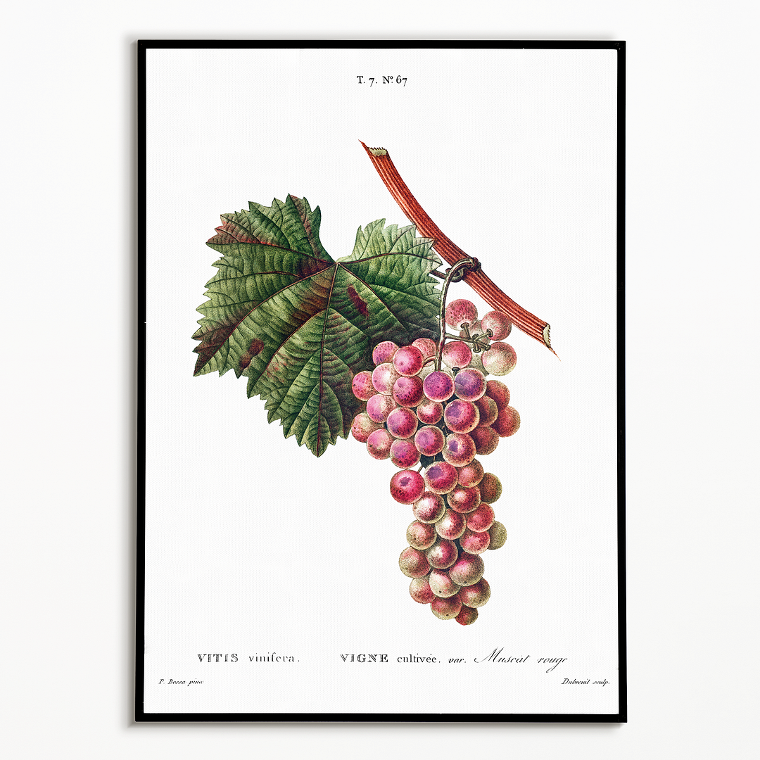 Vitis vinifera By Pierre-Joseph Redouté - Art Print