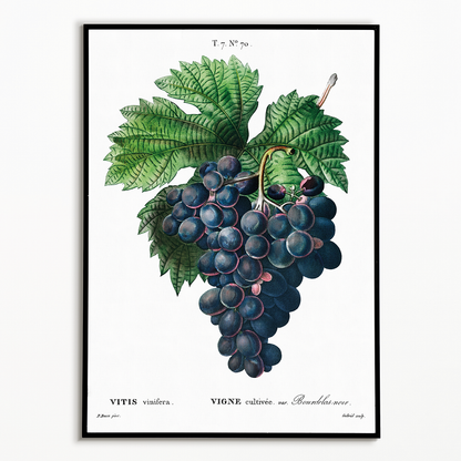 Vitis vinifera II By Pierre-Joseph Redouté - Art Print