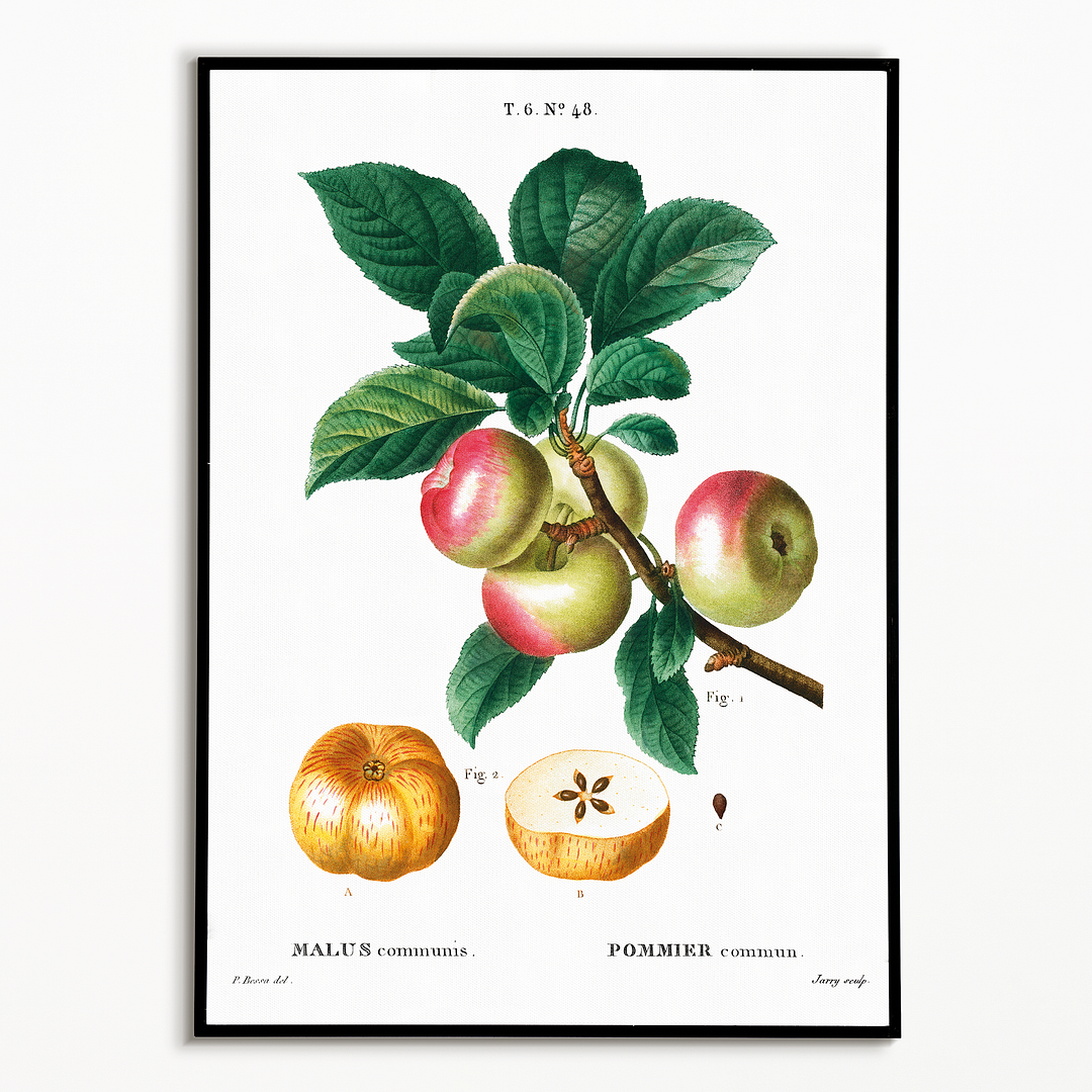 Apple  By Pierre-Joseph Redouté - Art Print