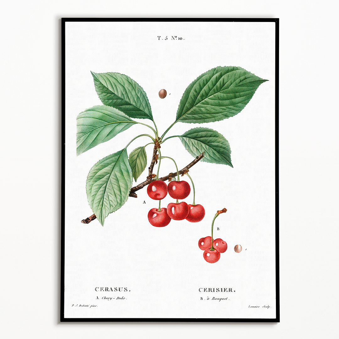 Cherry By Pierre-Joseph Redouté - Art Print