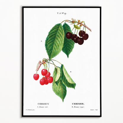 Cherry II By Pierre-Joseph Redouté - Art Print