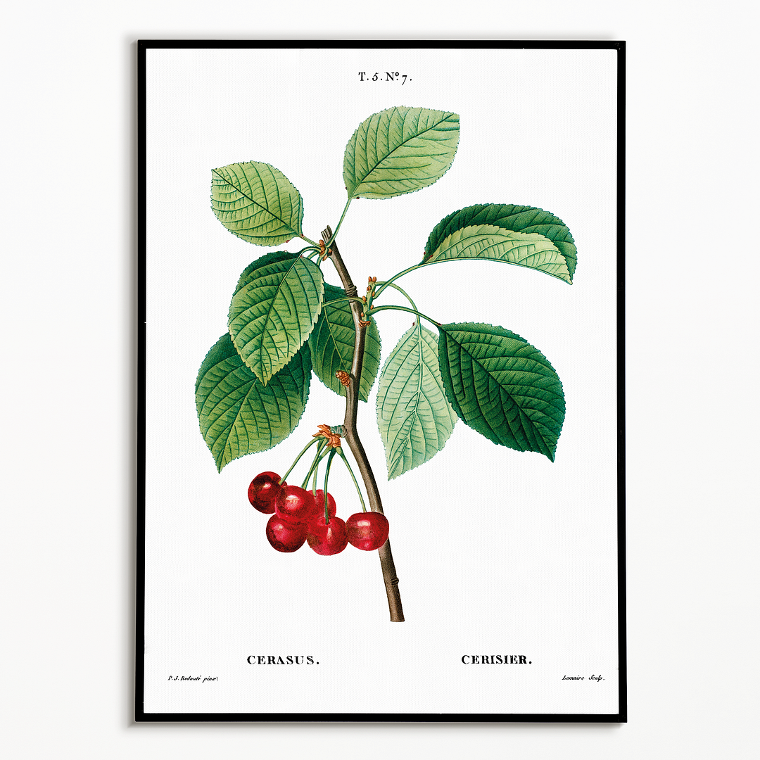 Cherry III By Pierre-Joseph Redouté - Art Print