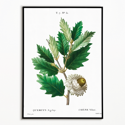 Valonian Oak By Pierre-Joseph Redouté - Art Print