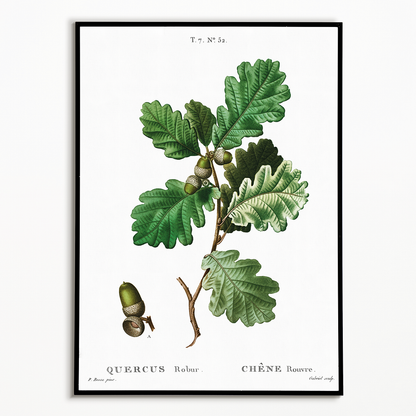 European oak By Pierre-Joseph Redouté - Art Print