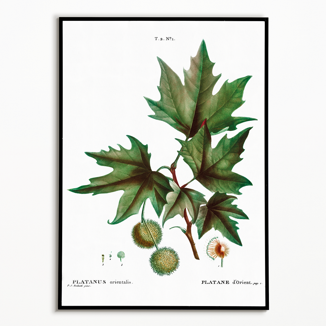 Platanus orientalis By Pierre-Joseph Redouté - Art Print