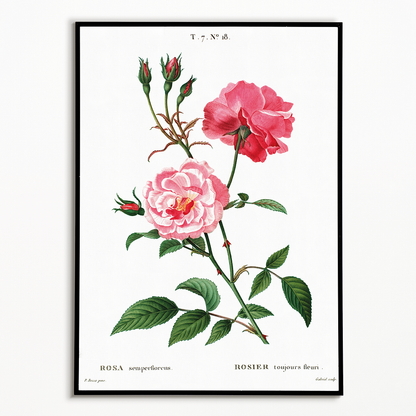 Ever-blowing rose By Pierre-Joseph Redouté - Art Print