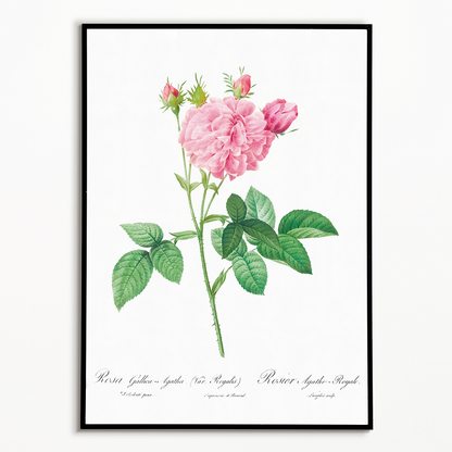 Agatha rose By Pierre-Joseph Redouté - Art Print