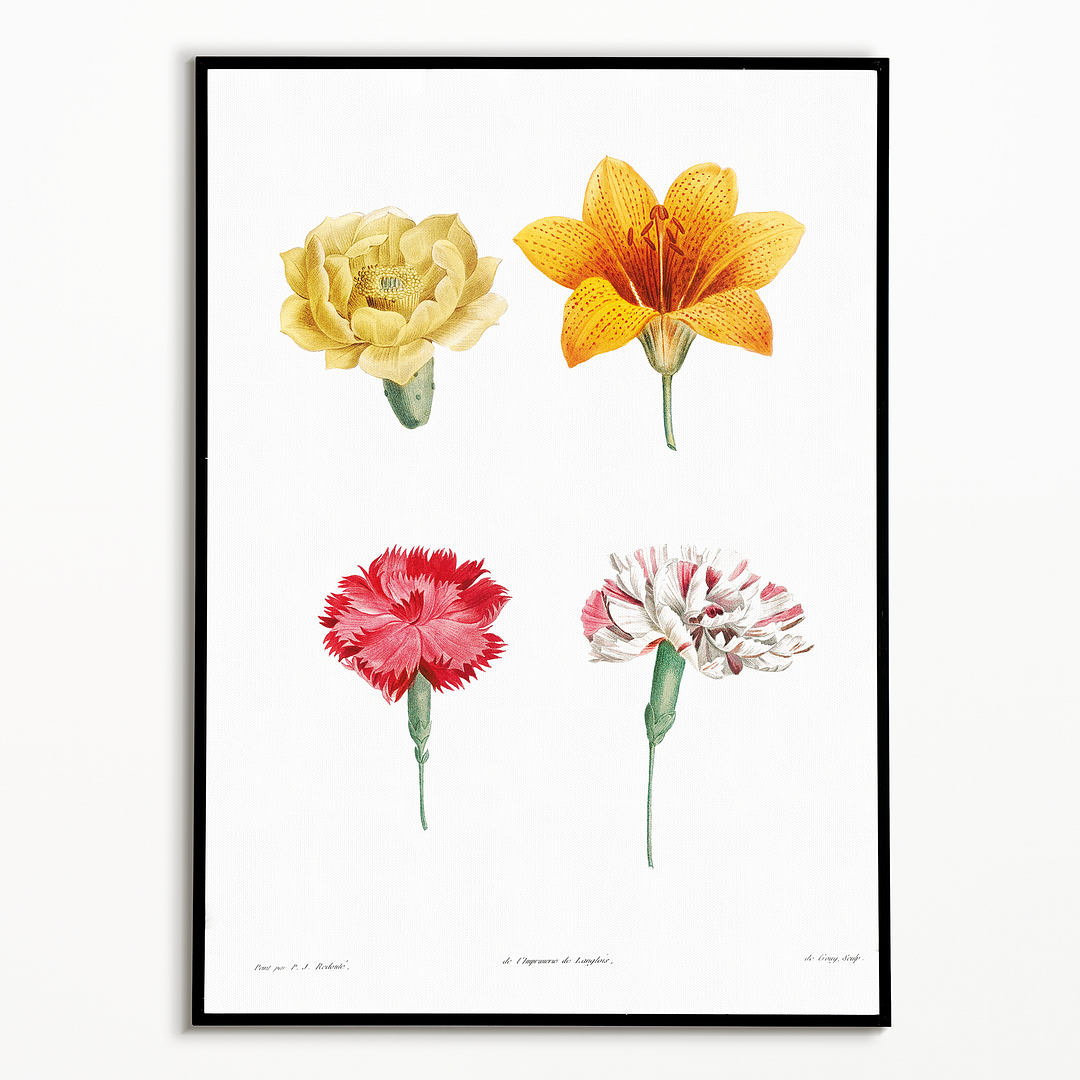 Flower set from La Botanique de J. J. Rousseau By Pierre-Joseph Redouté - Art Print