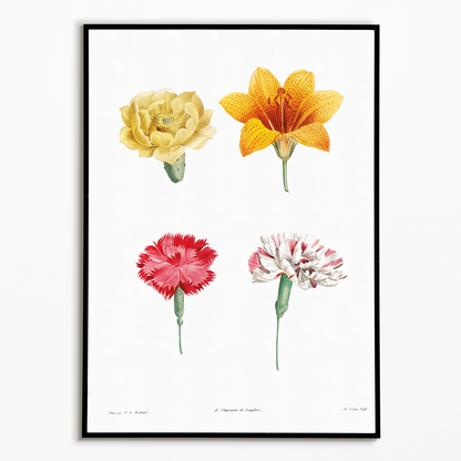 Flower set from La Botanique de J. J. Rousseau By Pierre-Joseph Redouté - Art Print