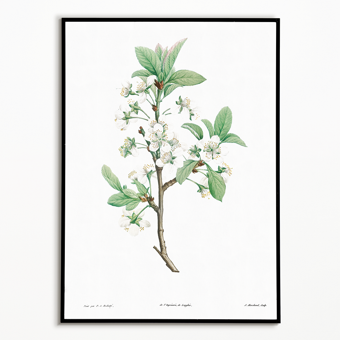 Plum Flower By Pierre-Joseph Redouté - Art Print