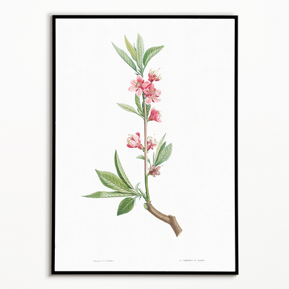 Pink flowers By Pierre-Joseph Redouté - Art Print