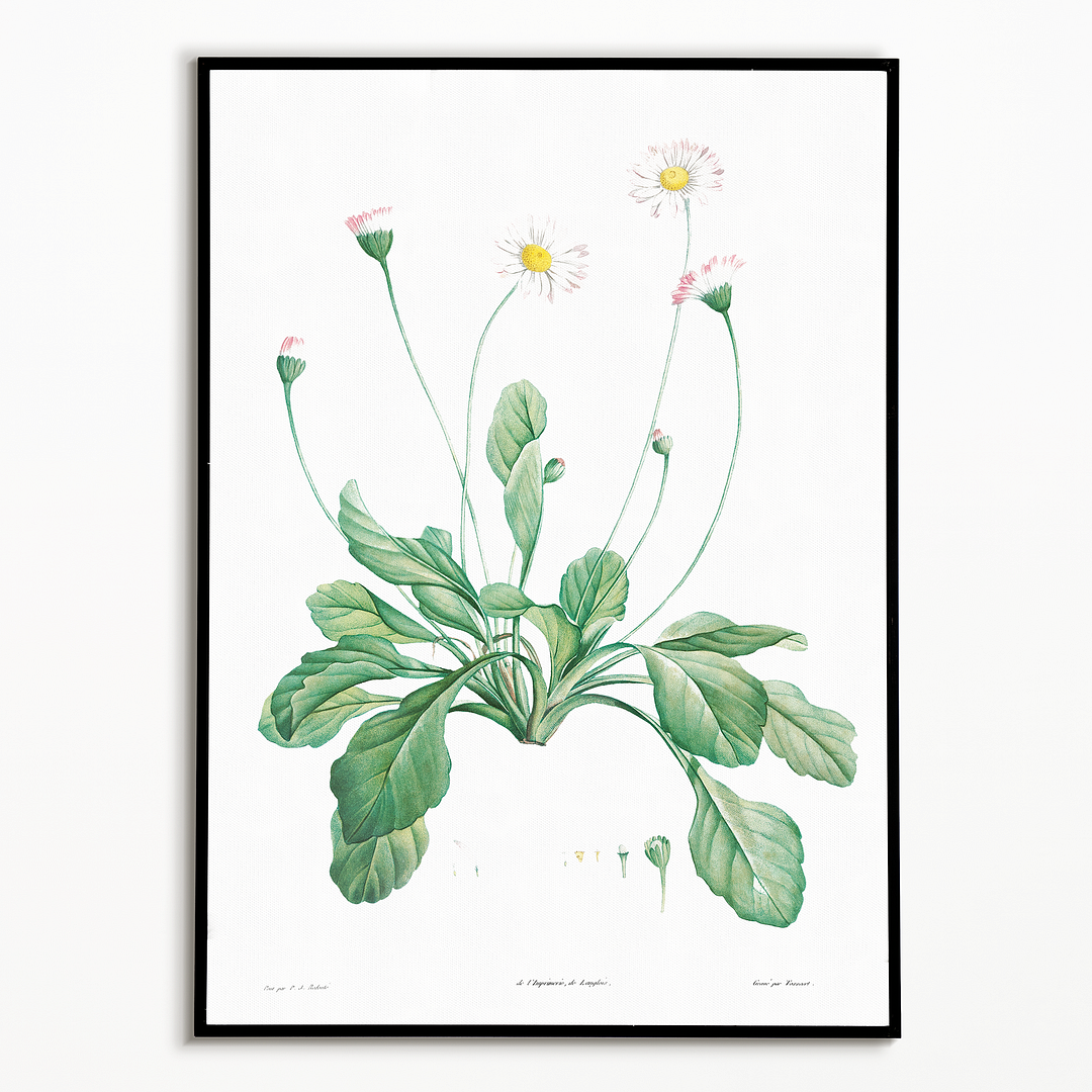 Daisy By Pierre-Joseph Redouté - Art Print