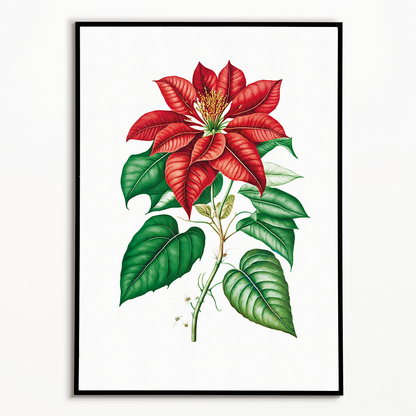 Poinsettia - Art Print