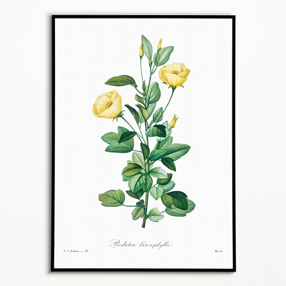 Reduta Heterophylla By Pierre-Joseph Redouté - Art Print