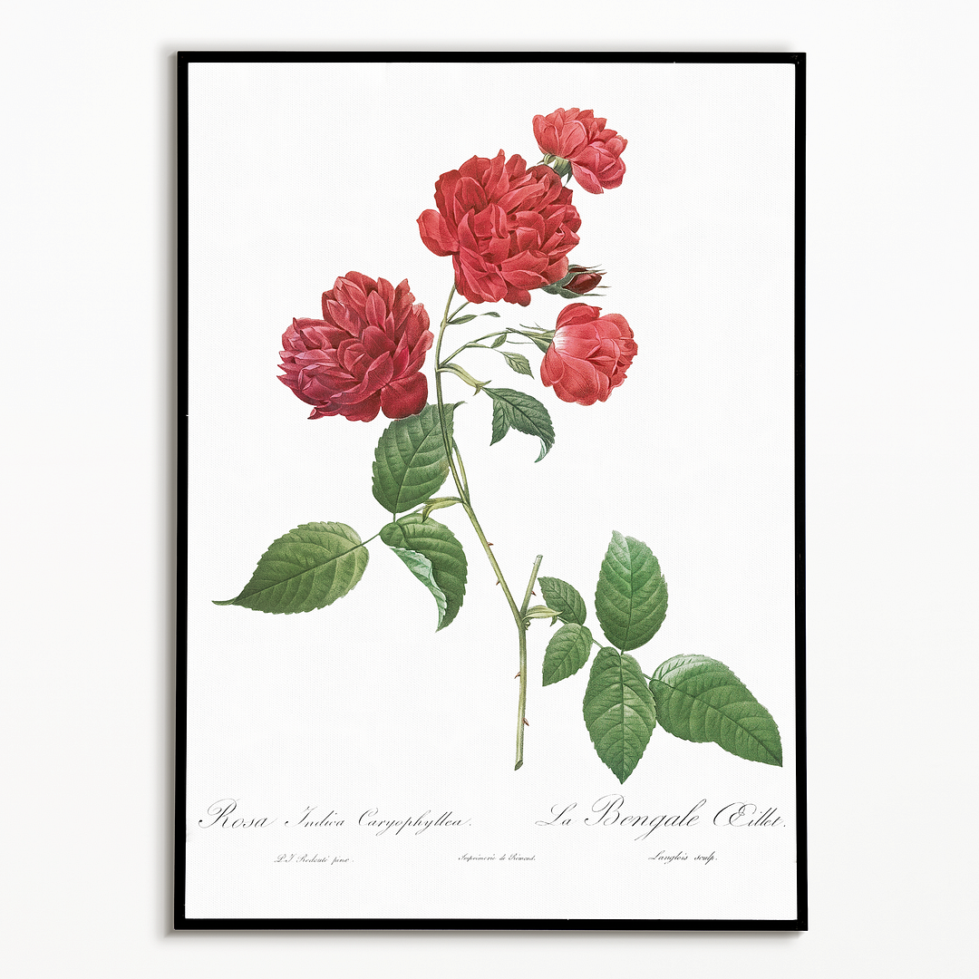 Red Cabbage Rose By Pierre-Joseph Redouté - Art Print