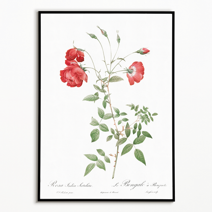 Red Rose - Art Print