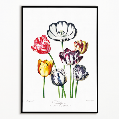 Tulips from The Temple of Flora by Robert John Thornton - Art Print