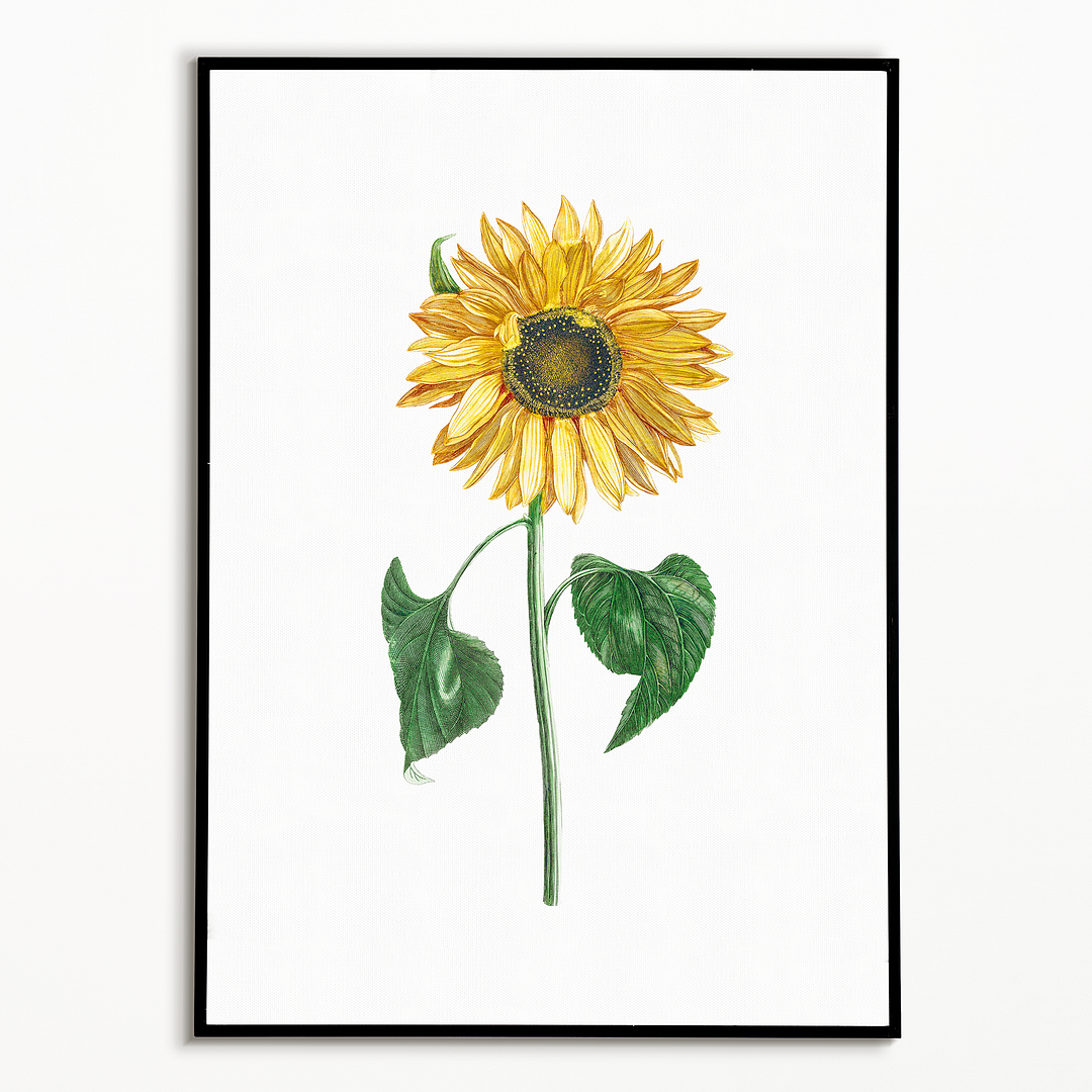 A sunflower by Johan Teyler  - Art Print