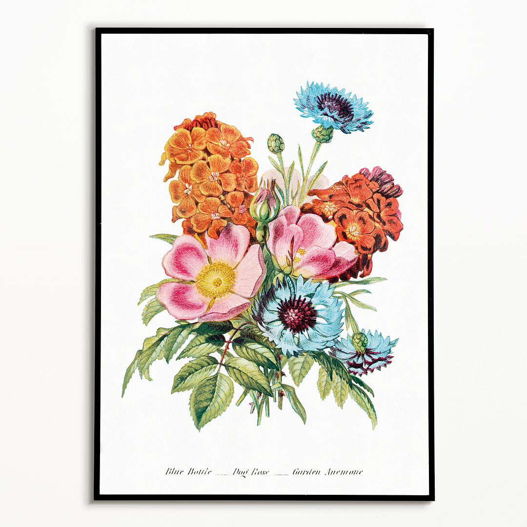 Blue Bottle, Dog Rose and Garden Anemone - Art Print