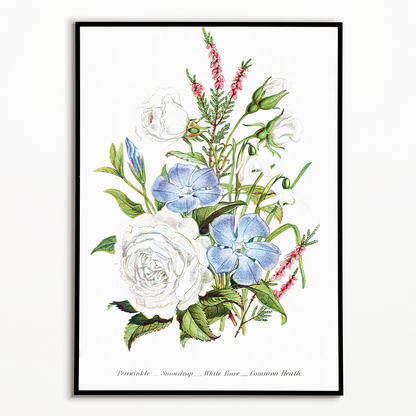 Periwinkle, Snowdrop, White Rose and Common Heath - Art Print