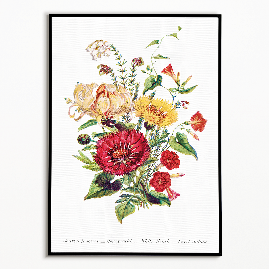 Scarlet Ipomoea, Honeysuckle, White Heath and Sweet Sulian - Art Print