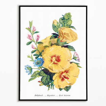 Hollyhock, Hepatica and Rest Harrow  - Art Print