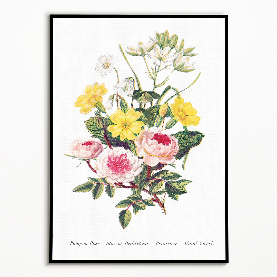 Pompon Rose, Star of Bethlehem, Primrose and Wood Sorrel - Art Print