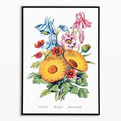 Columbine, Marigold and Pheasant's Eye - Art Print