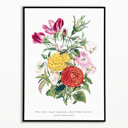 White Violet, Small Bindweed, Red and White Rosebud and Asiatic Ranunculus - Art Print