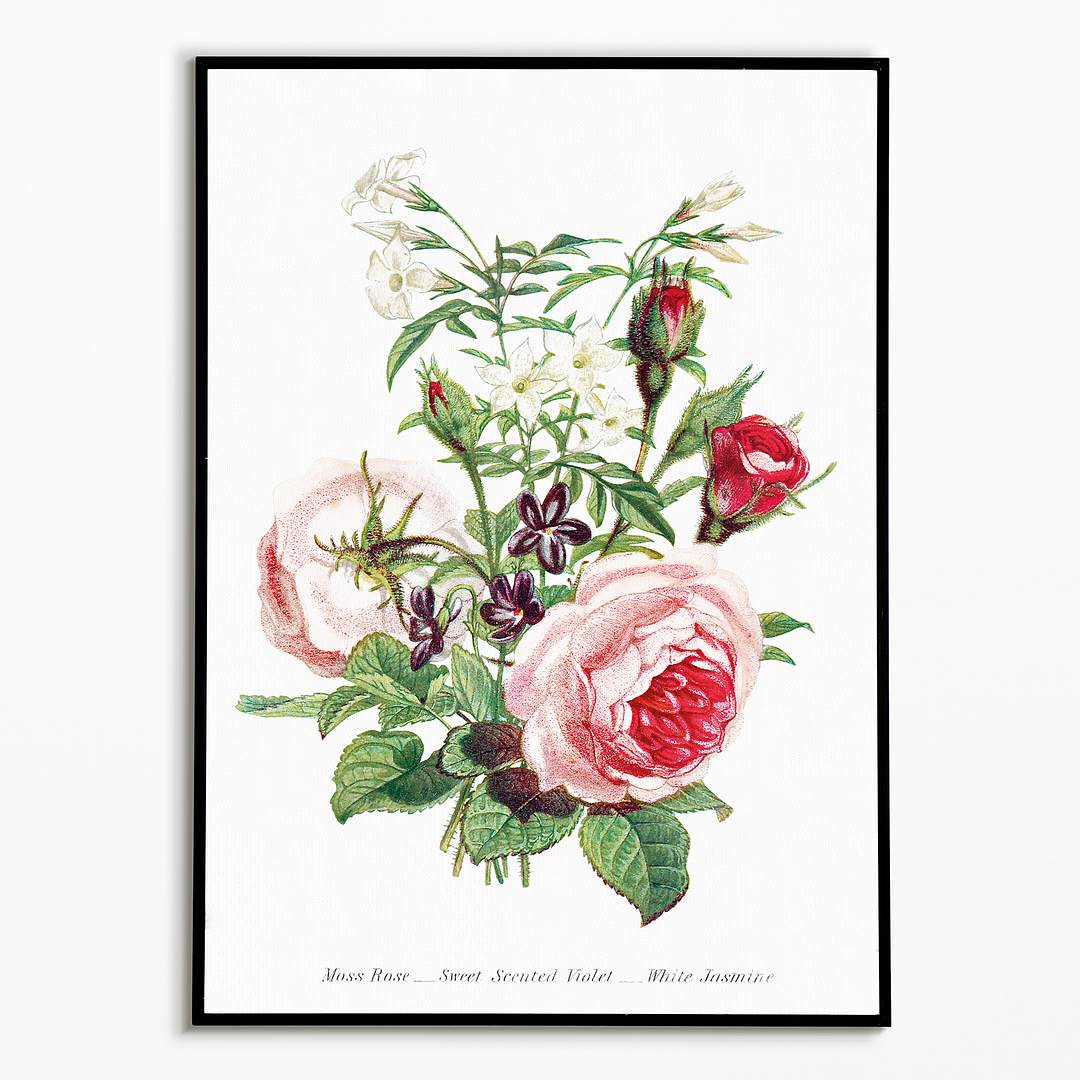 Moss Rose, Sweet Scented Violet and White Jasmine - Art Print