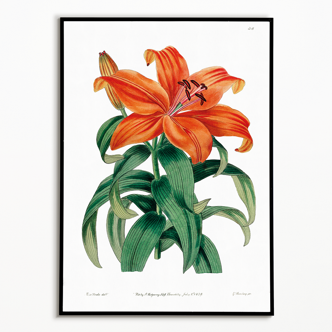 Thunberg's orange lily - Art Print