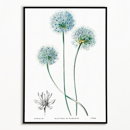 Blue leek - Art Print