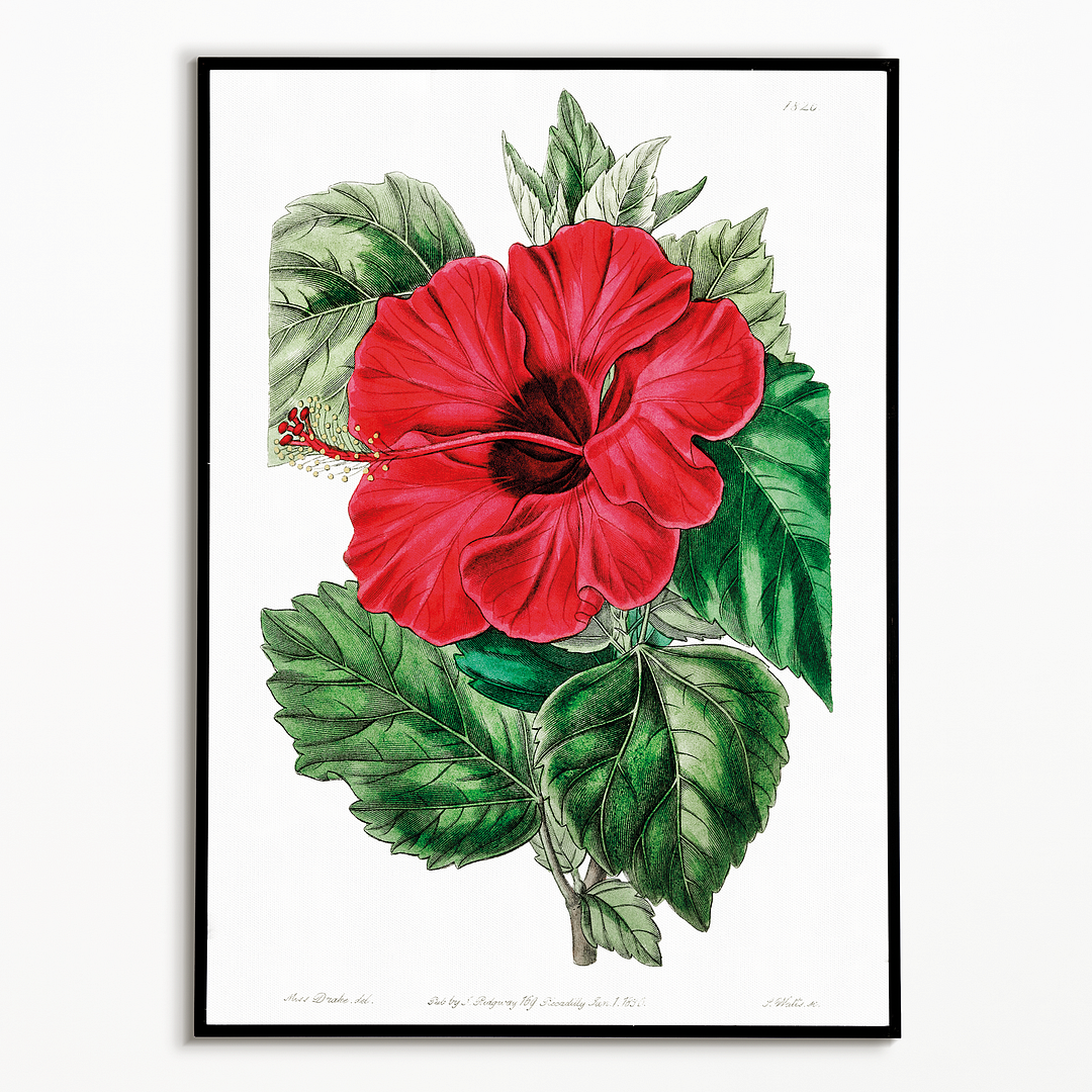 Single-flowered Chinese rose mallow  - Art Print