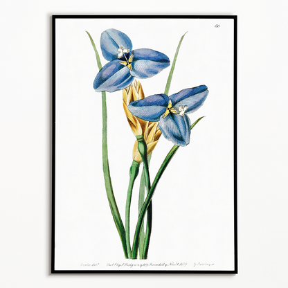 Sapphire patersonia - Art Print