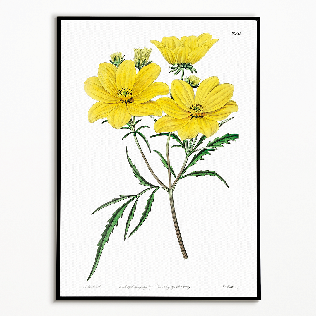 Golden coreopsis - Art Print