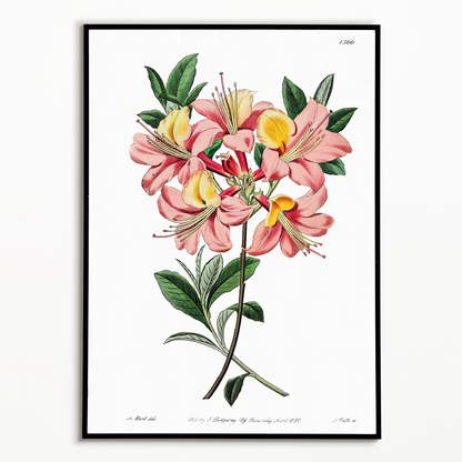 Changeable pontic azalea - Art Print