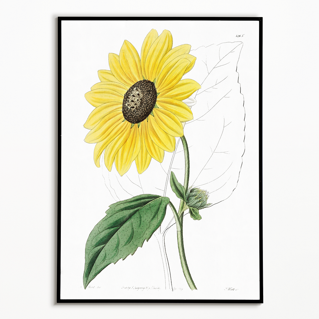 Californian Sunflower - Art Print