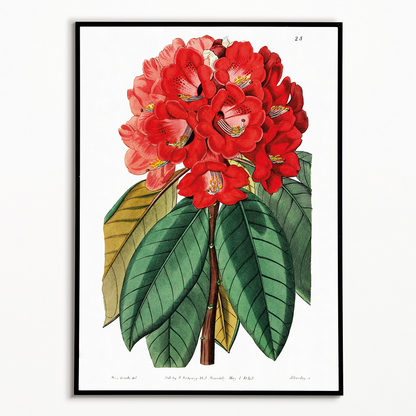 Rhododendron rollissonii - Art Print